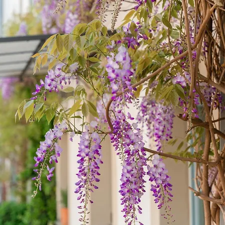 Hofgarten 1824 Garni 3* ドレスデン