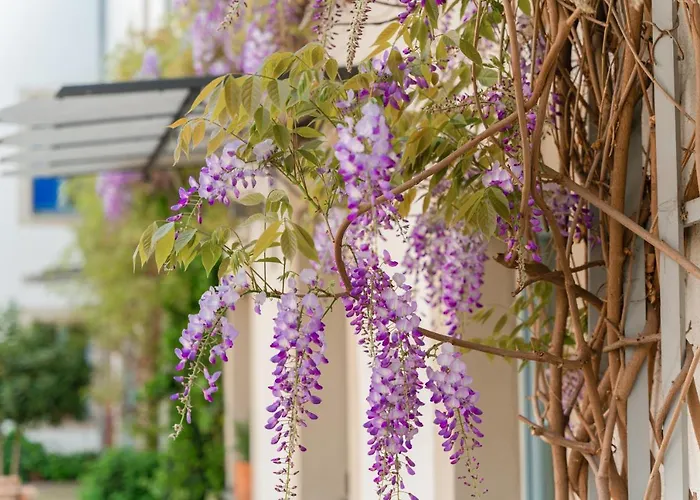 Hofgarten 1824 Garni 3* دريسدن